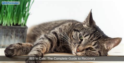 Irritable Bowel Syndrome (IBS) in Cats: A Comprehensive Guide to Treatment