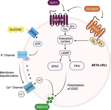 Islet vs. Beta Cells Function: Exploring the Endocrine Role in Glucose Homeostasis