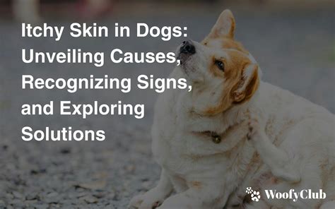 Itchy Skin on Dogs: 10,000+ Words on Solutions, Causes, and Prevention