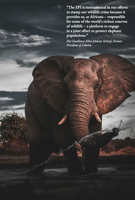 IvorySunday: Uncovering the Truths and Challenges of the Ivory Trade