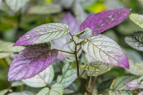 Ivy Crimson: The Undervalued Plant with Surprising Benefits