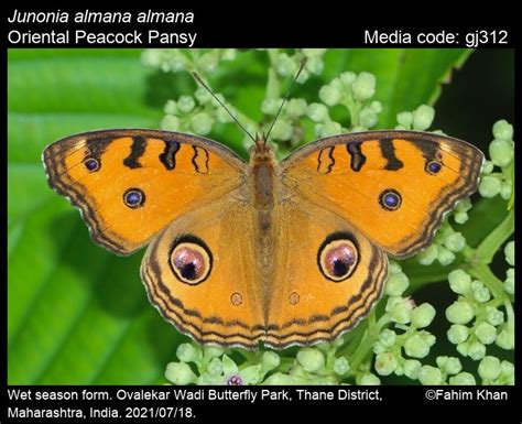 JUNONIA Ebook Doc