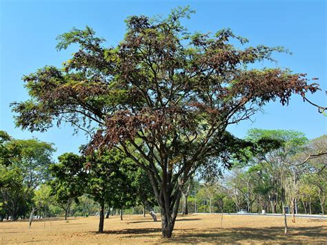 Jacarandá da Bahia (Dalbergia nigra)