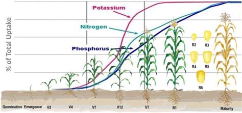 Jack's Fertilizers: Unlock 2000% More Nutrient Uptake for Optimal Plant Growth