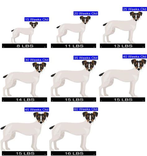 Jack Russell Size Chart