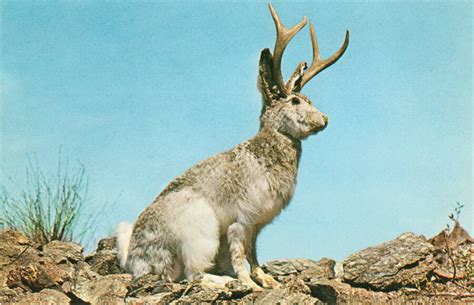 Jackalope Doc