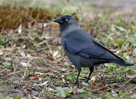 Jackdaws Reader