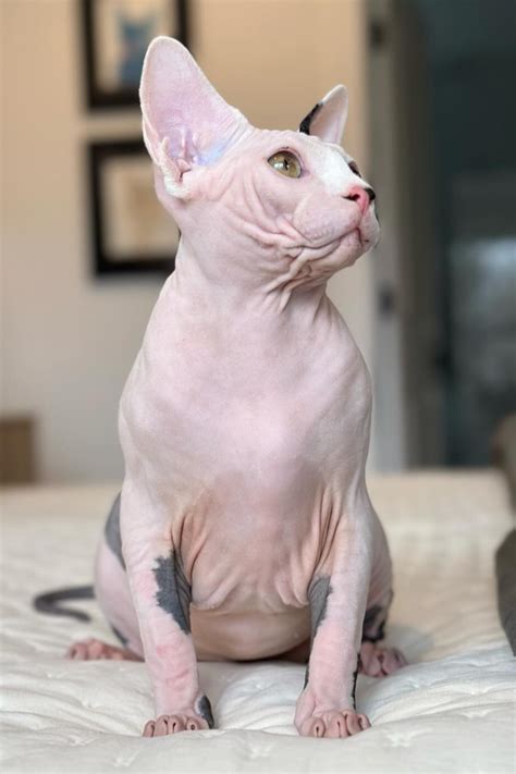 Jake the Fuzzball: A Comprehensive Guide to the Beloved Sphynx Cat