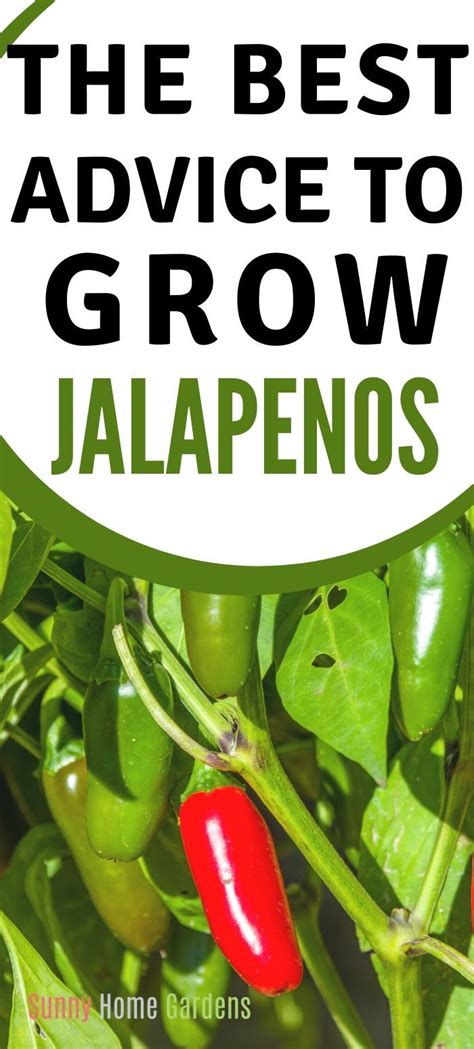 Jalapeno Fertilizer: 12 Unbeatable Tips for Spicy Success