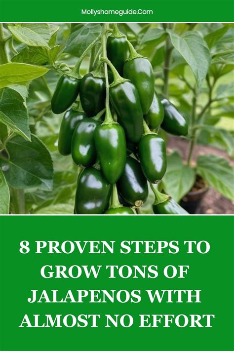 Jalapeno Fertilizer: Transform Your Harvest with Proven Techniques