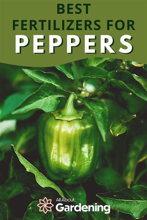 Jalapeno Plant Fertilizer: The 5 Best Options for a Thriving Harvest