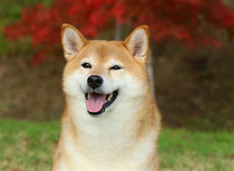 Japanese Dogs Breeds: A Legacy of History and Grace