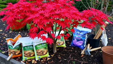 Japanese Maple Fertilizer: A Comprehensive Guide