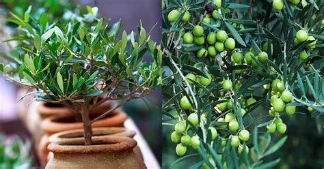 Jardim das Oliveiras: Um Guia Essencial para Cultivo, Cuidados e Benefícios