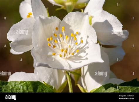 Jasmine: A Fragrant Flower with Centuries-Old Charm