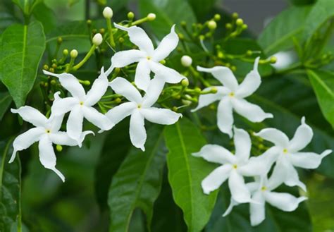 Jasmine Flowers: An Alluring Fragrance with a Potent Embrace