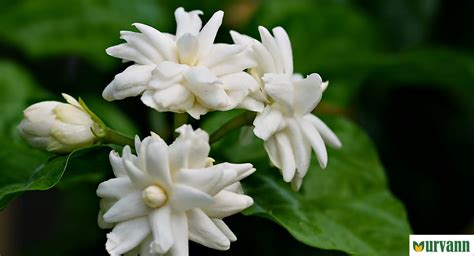 Jasmine Purple: Unveiling the Therapeutic and Commercial Wonders of a Fragrant Gem