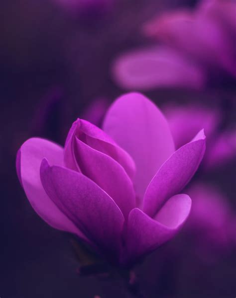 Jasmine in Purple: Unveiling the Enigmatic Hue