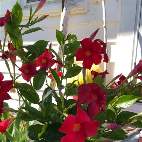 Jasmine in Red: A Vibrant and Versatile Flower