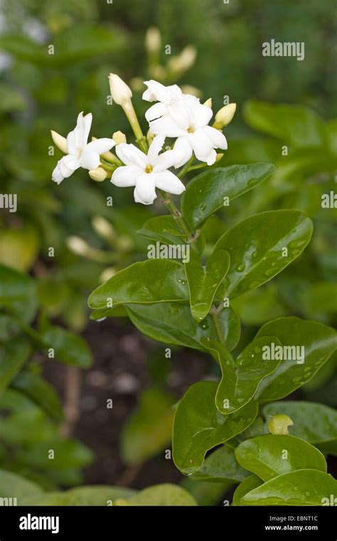 Jasminum sambac: The Enchanting Night-Blooming Jasmine