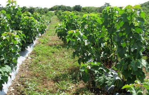 Jatropha Cultivation & Processing Practices PDF