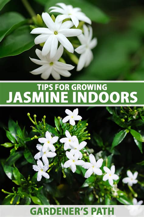 Jazz Jasmine: The Ultimate Guide to Growing and Enjoying This Stunning Vine