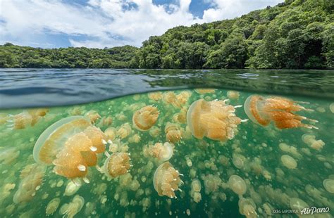 Jellyfish Lake,