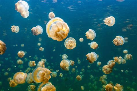 Jellyfish Lake: A Natural Wonder