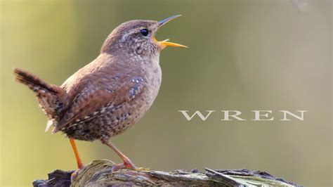 Jenny Wren