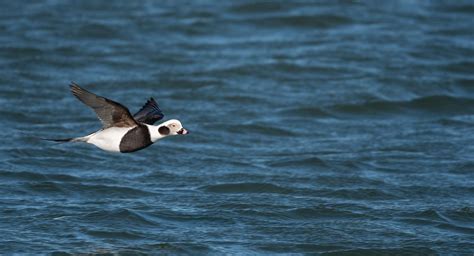 Jersey's Avian Treasures