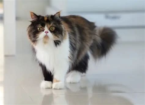 Jessi Belle: A Comprehensive Guide to the Beloved Cat Breed