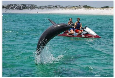 Jet Ski Rentals Destin: The Ultimate Guide to an Unforgettable Experience