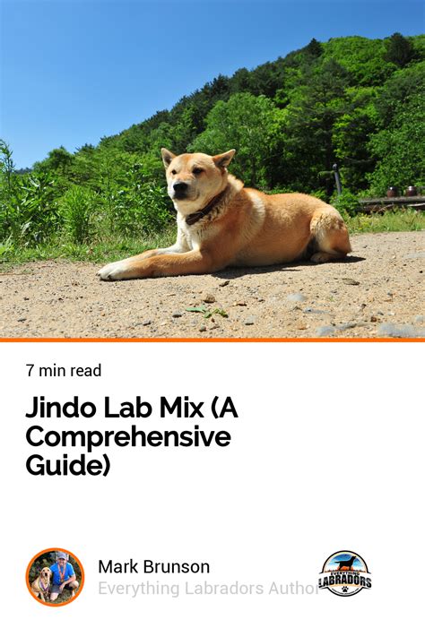 Jindo Price: A Comprehensive Guide