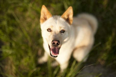 Jindo Price: A Comprehensive Guide for Dog Lovers