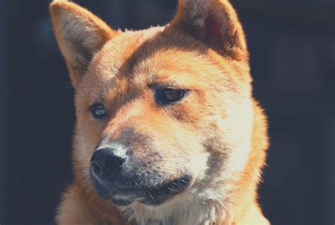 Jindo Price: Everything You Need to Know About the Cost of Owning a Jindo Korean Dog