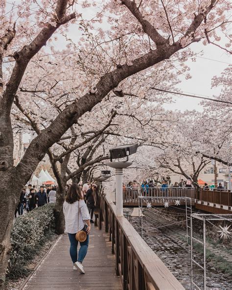 Jinhae Cherry Blossom Festival 2020 Dates: 2020 Guide