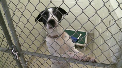 Johnson County Animal Shelter