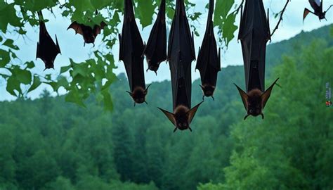 Join a bat conservation organization: