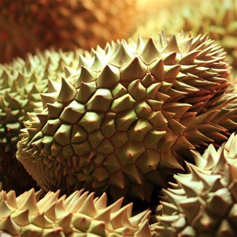 Journey into the Heart of Durian Delights: Exploring the Enchanting Durian Plantations of Johor