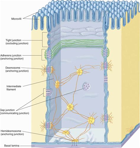 Junctional Complexes of Epithelial Cells Reader