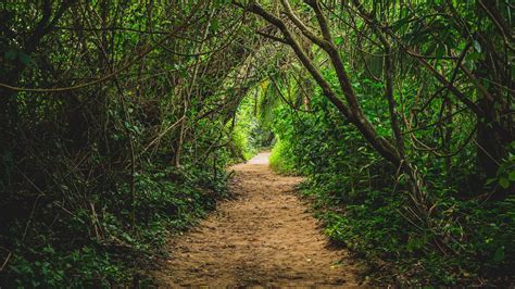 Jungle Path: