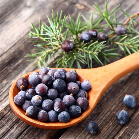 Juniper Berries: A Sweet and Savory Treat with Surprising Health Benefits