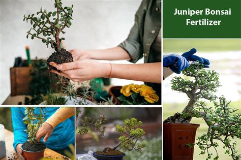 Juniper Bonsai Fertilizer: 101 Tips and Tricks for a Thriving Miniature Evergreener