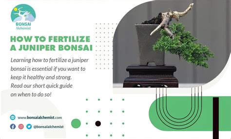 Juniper Bonsai Fertilizer: An Essential Guide