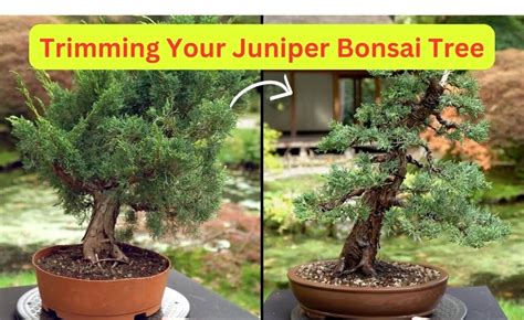 Juniper Bonsai Fertilizer: The Ultimate 3-Step Guide to Nourishing Your Miniature Tree