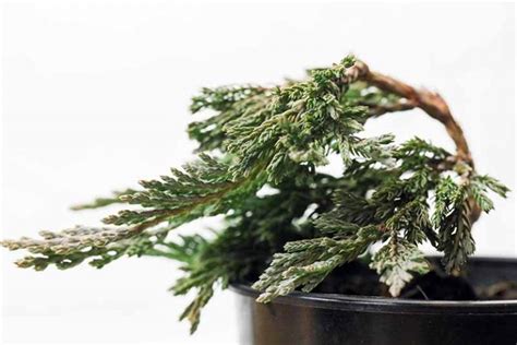 Juniper Fertilizer: How to Get the Most Out of Your Plant