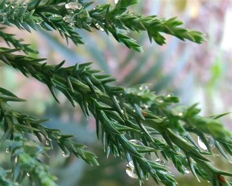 Juniper Fertilizer: The Ultimate 5-Step Guide to Unleashing Your Tree's Potential