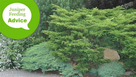 Juniper Fertilizer: The Ultimate Guide to Feeding Your Junipers 10,000