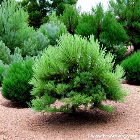 Juniper Fertilizer Requirements: A Comprehensive Guide for Thriving Landscapes