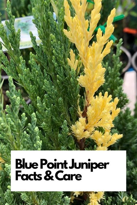 Juniper Fertilizer Requirements: A Comprehensive Guide to Nurturing Juniper Health